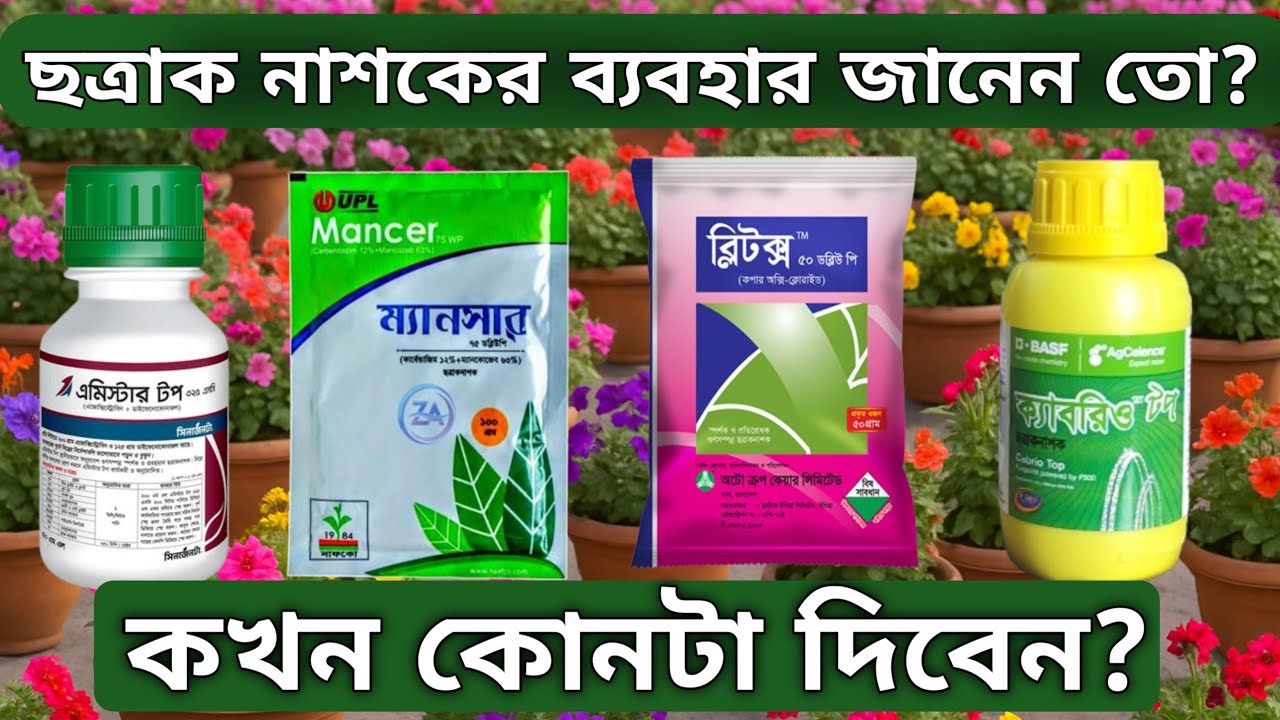 কখন কোন ছত্রাক নাশক ব্যবহার করবেন? ছত্রাক নাশকের সঠিক ব্যবহার।