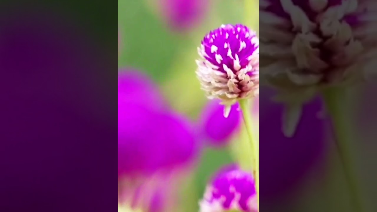 Cadou de 8 martie, pentru tine Femeie Divina!