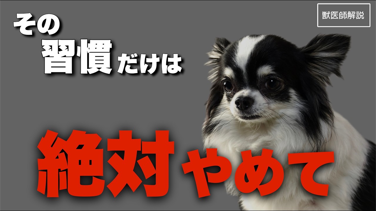 【飼い主必見】シニア犬の寿命を縮める4つの習慣