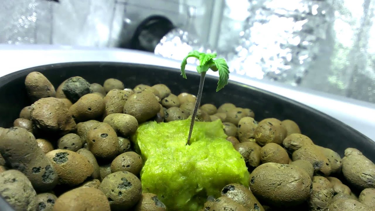 Afghan Kush Ryder Auto Day 14