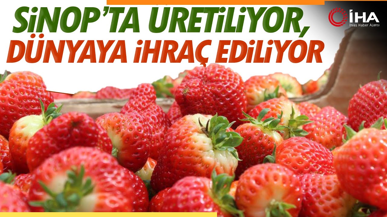 Sinop'ta Üretilen Topraksız Çilekler, Dünyaya İhraç Ediliyor