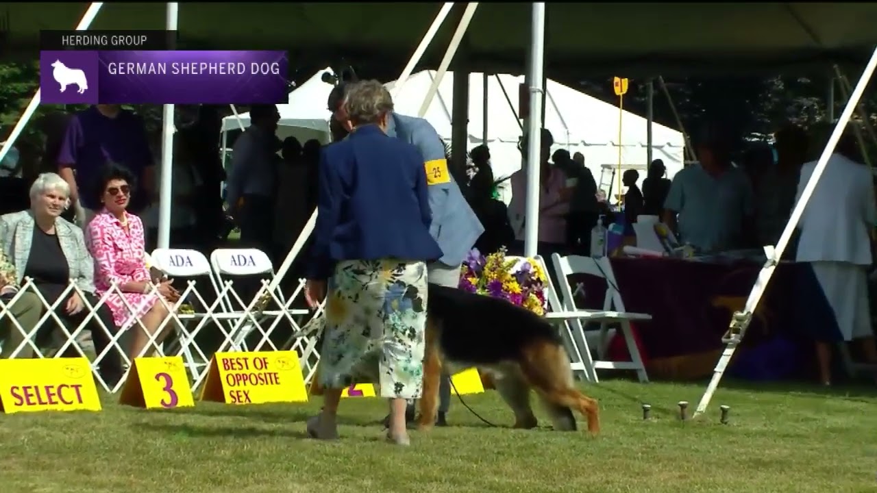 German Shepherd Dogs | Breed Judging 2022