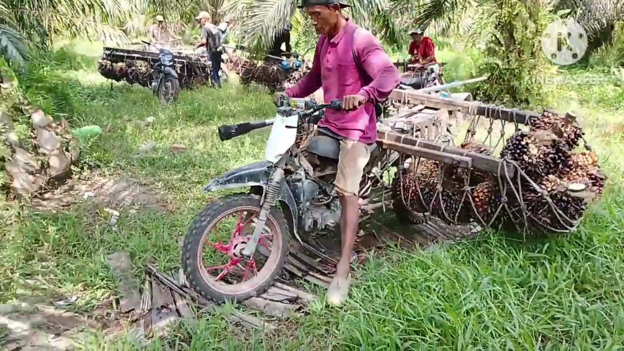 Panen lahan gambut #motoroffroad #sawit #pertanian 