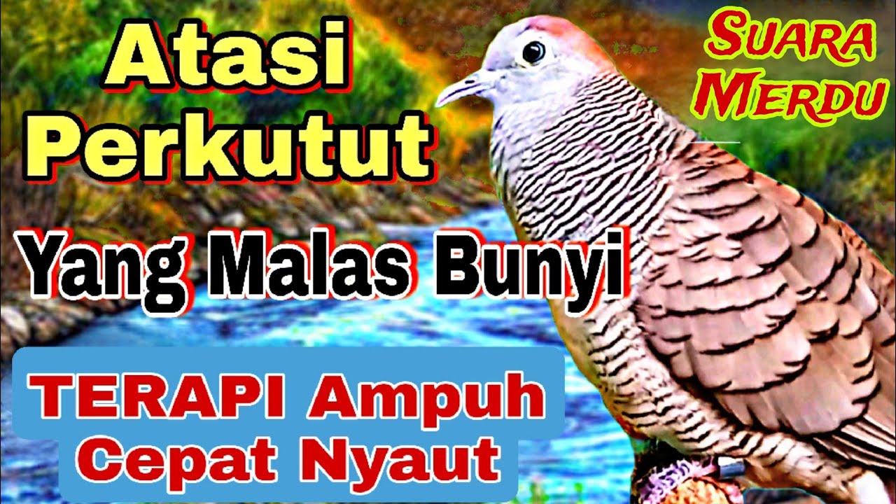 Perkutut lokal gacor pancingan agar cepat bunyi manggung suara merdu 