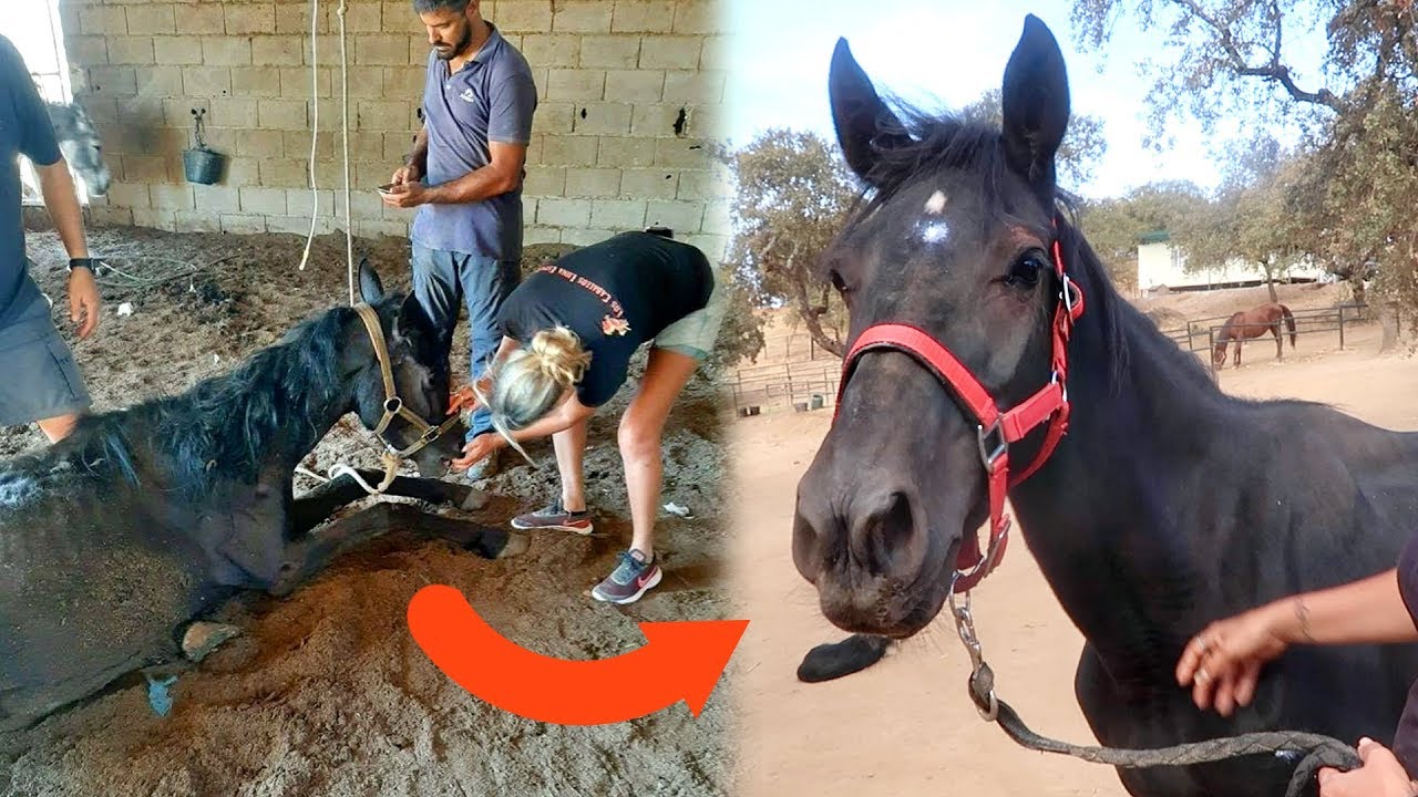 Dit paard was echt bijna dood... | Los Caballos Luna #12