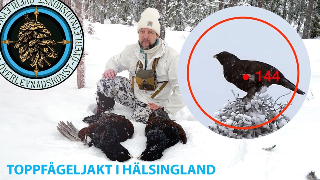 TOPPJAKT I HÄLSINGLAND