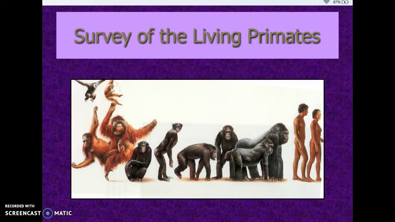 Lesson 8 - Primate Taxonomy