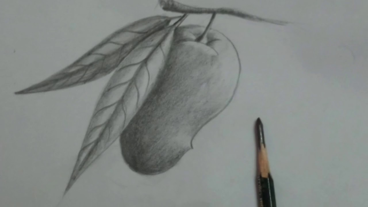 How to draw a mango | Pencil Shading Drawing
