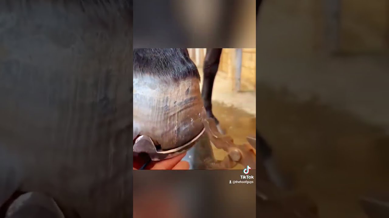 Horse Hoof Repair #hoof #hoofpicking #hooftrimmer #hooftrimming #master #youtube