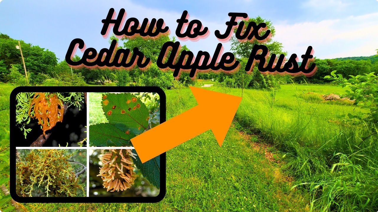 Fix Cedar Apple Rust: 3 Ways