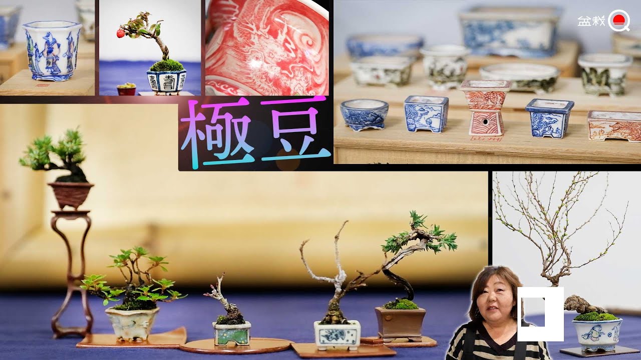 【極】豆盆栽と豆鉢が集結する名品展が凄かった【盆栽Q】