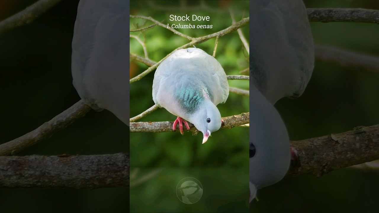 The Stock Dove's soothing call | Bird Sounds #shorts
