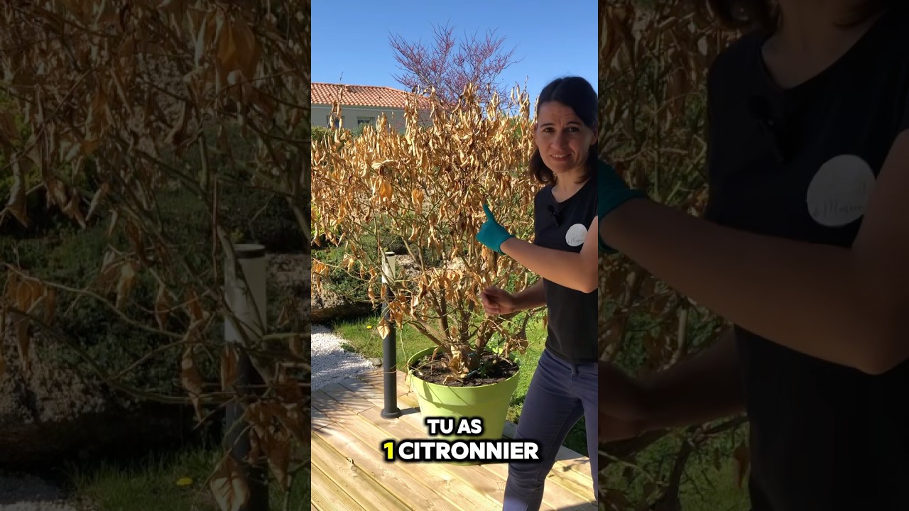 Citronnier gel&eacute; comment faire? #jardin #citrus #citronnier #arbre #gel #taille #tree #garden