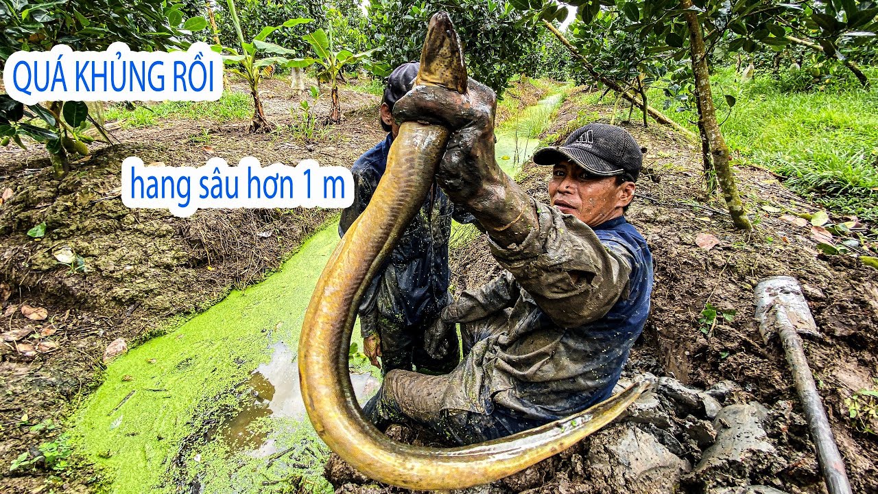 Một ngày dầm mưa không uổng công, bắt toàn LƯƠN khủng | Gấc Quê #56