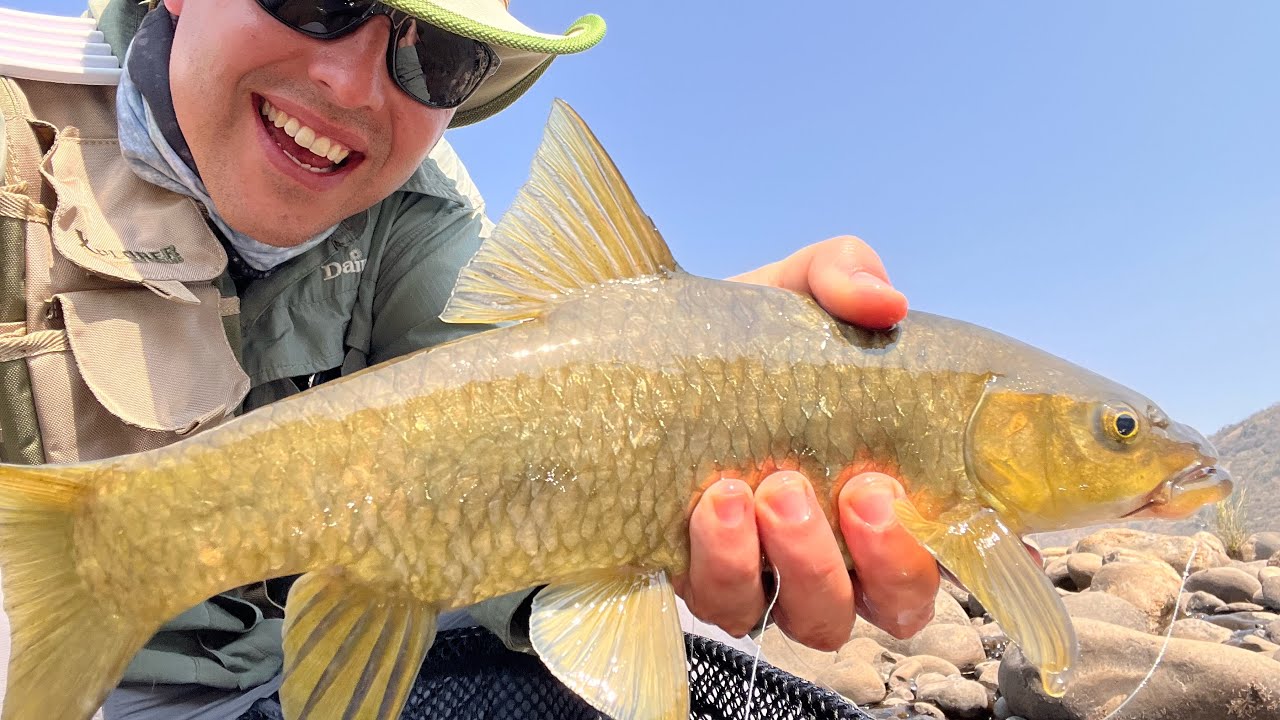 Natal Yellowfish - NFFC Workshop