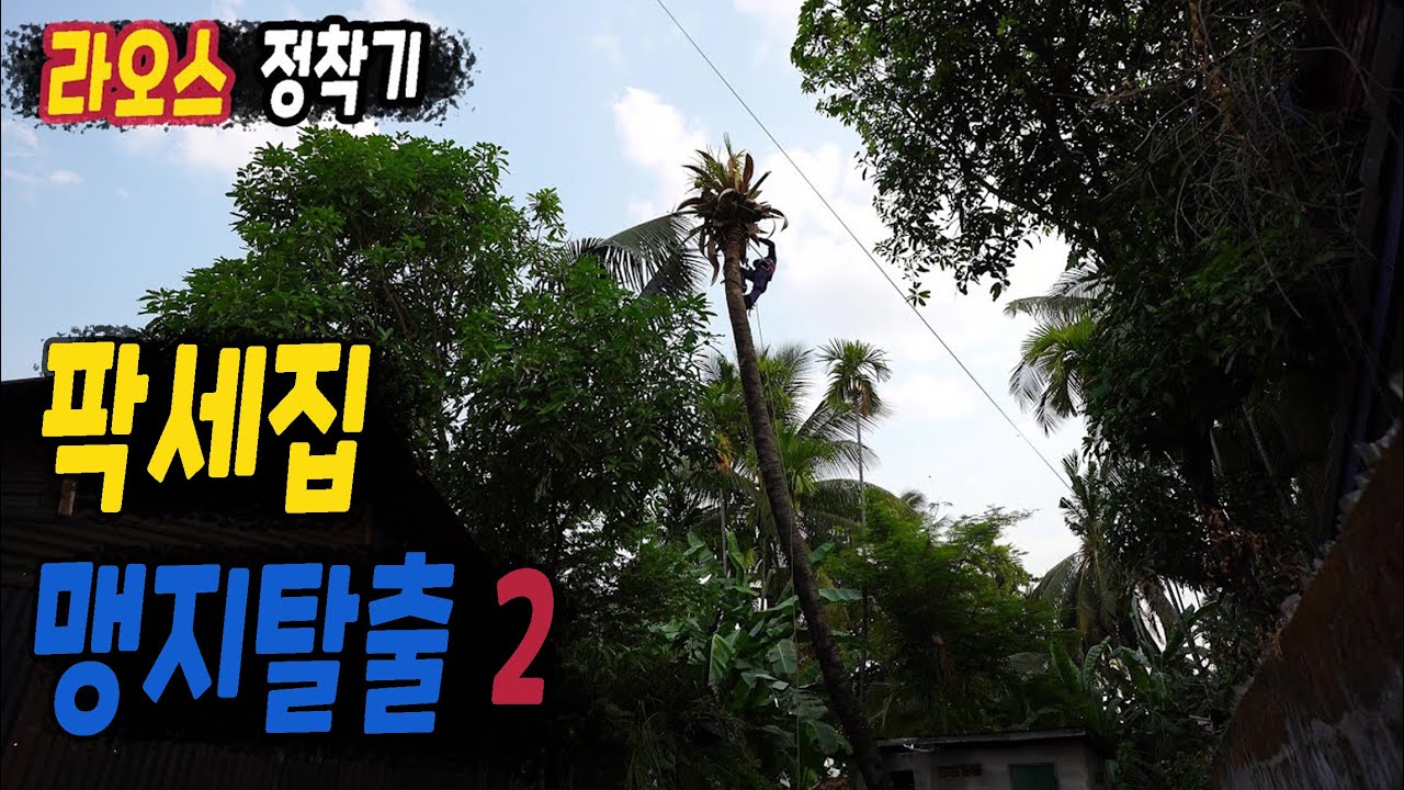 ep417 팍세집 맹지탈출 2 (골목길 옆, 코코넛 나무 잘랐어요)