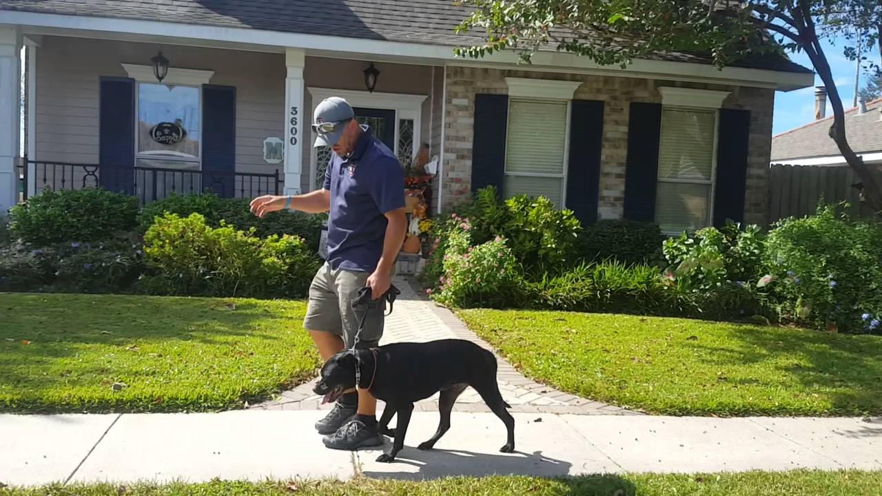 DIY Dog Training: Intro to Prong collar & Structured Walk -Pit mix TYWIN