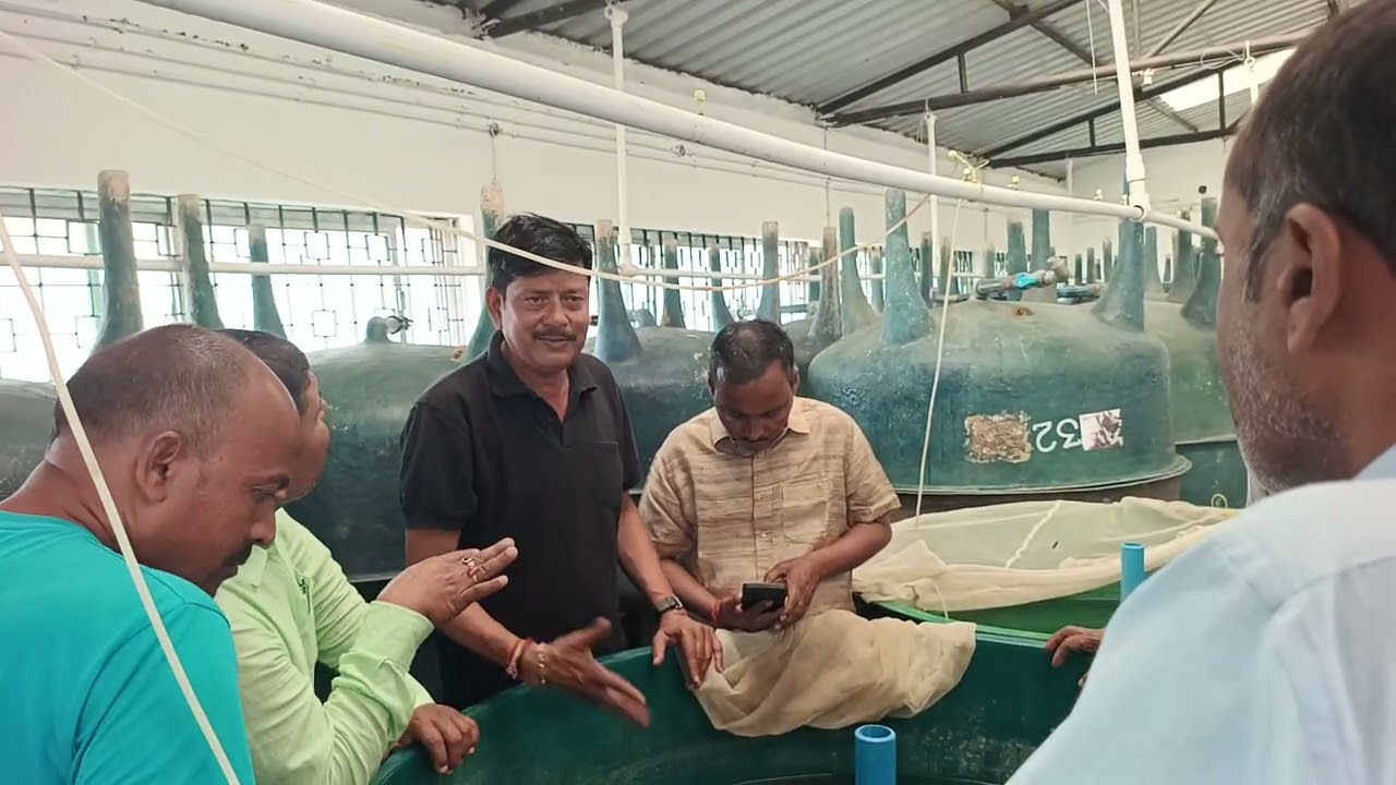  झींगा मछली के को कैसे पाला जाता हैं। 