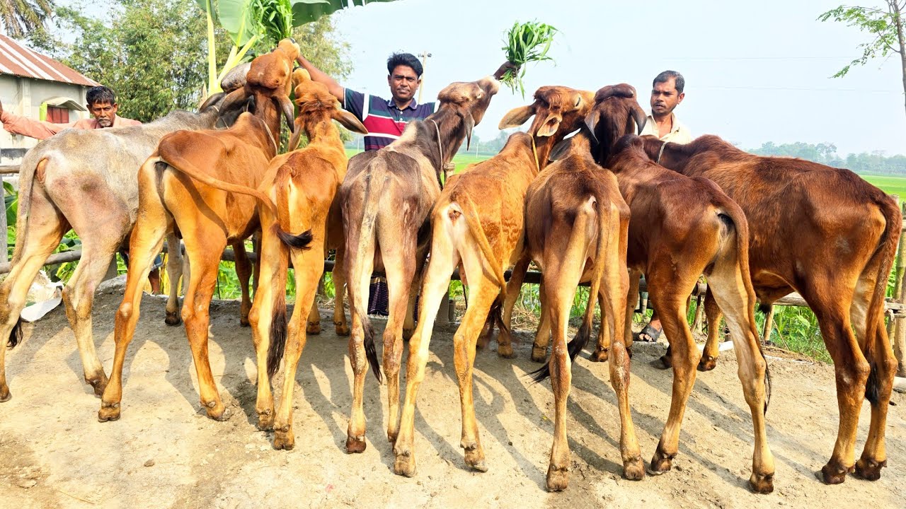 14/3/26/বর্ডার এলাকা থেকে ক্যাশ অন ডেলিভারিতে লর্ড তো নয় যেন একটা জিনিস না কিনলেই করবেন মিস।