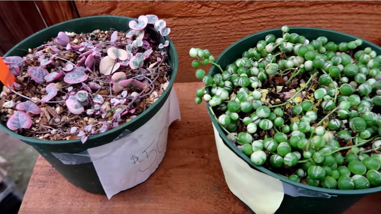 Houseplant Nursery Tour 2020 | Variegated String of Hearts & Pearls