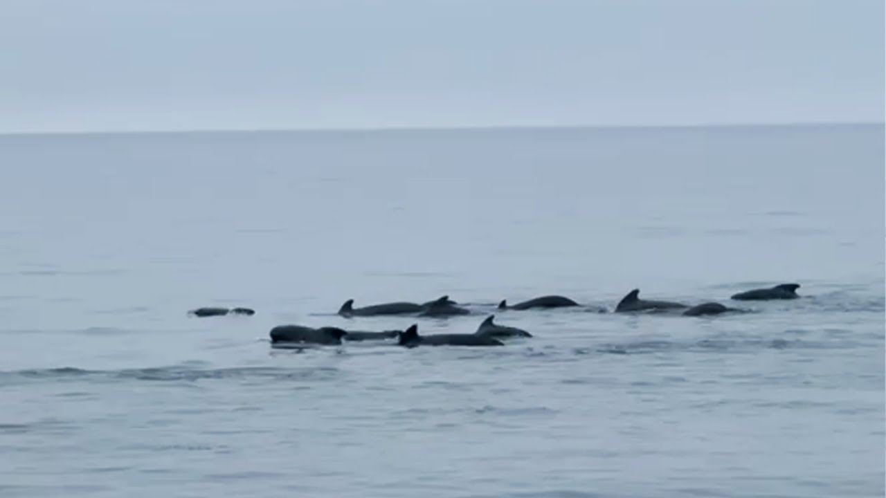 Grote groep grienden in baai van H&uacute;sav&iacute;k