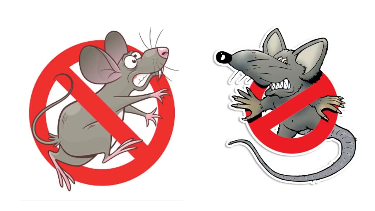 صوت عالي التردد (جديد) يساعد على التخلص من الفئران والجرذان.