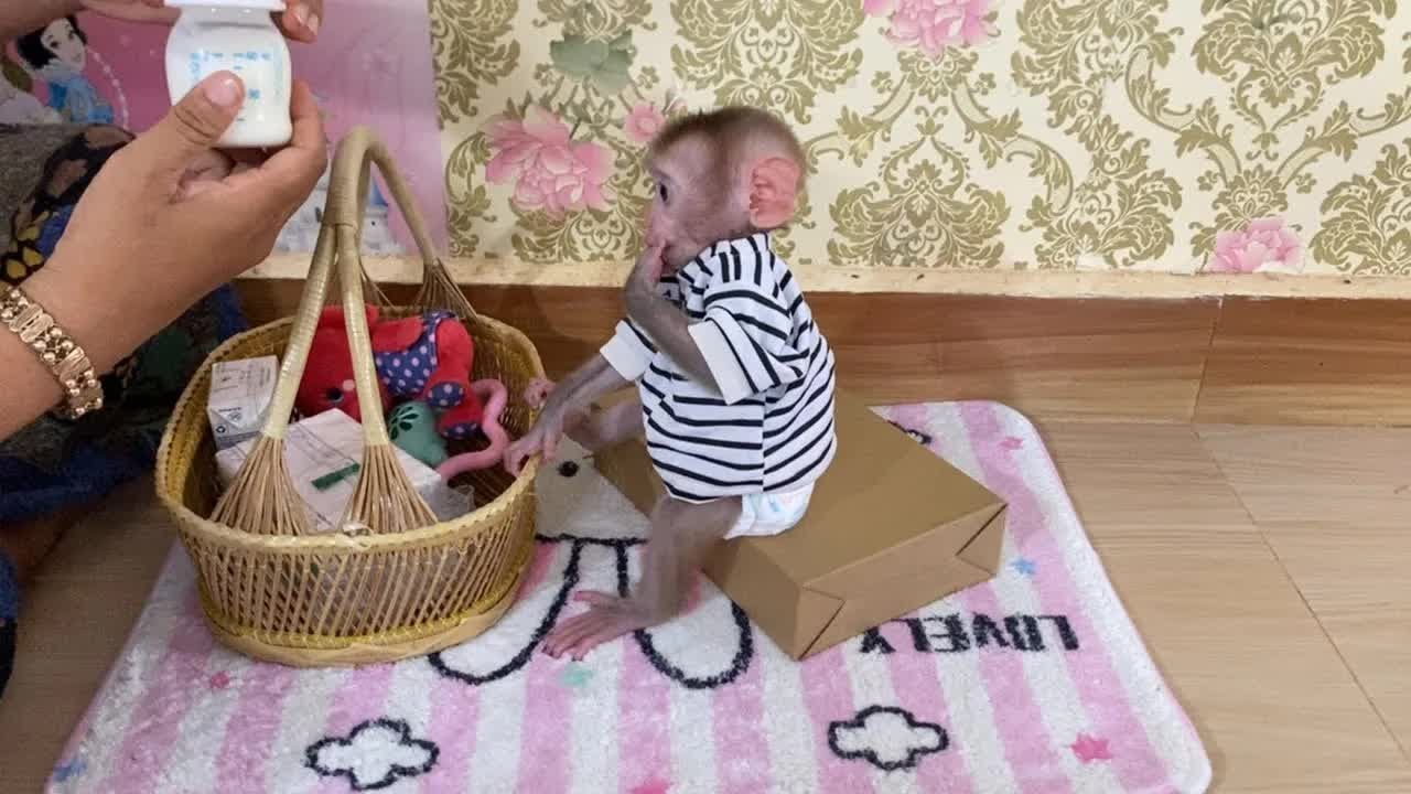 BB Dorn Quietly Looking At Mom Mixing Milk Cuz He Is Hungry