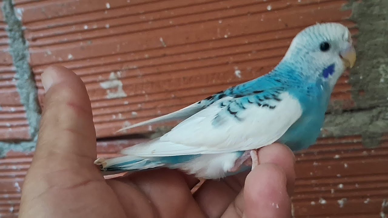 POUCOS FILHOTES @avesnaturezaedesafios