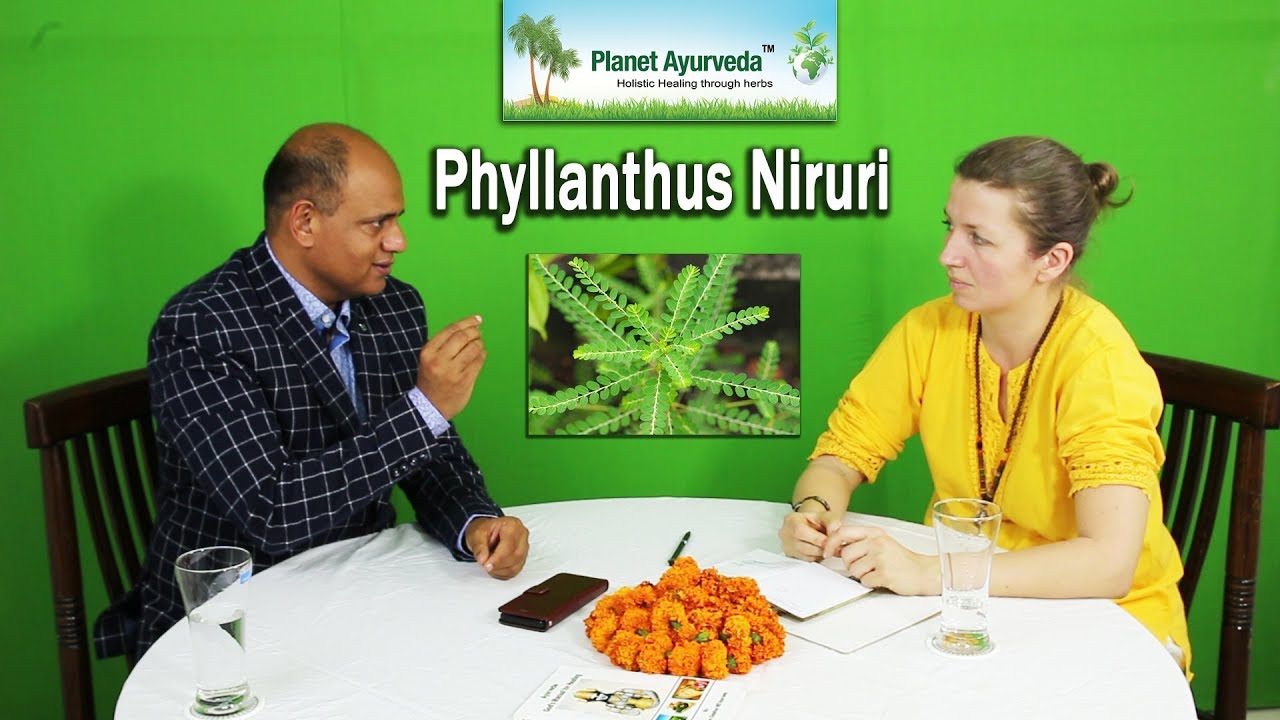 Phyllanthus niruri - A single herb can kill numerous viral infections & other benefits