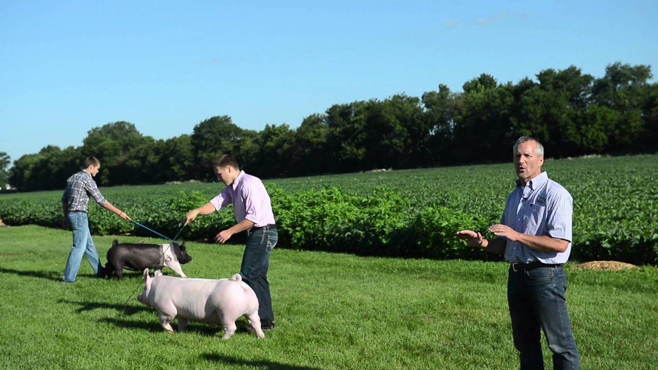 Training Show Pigs