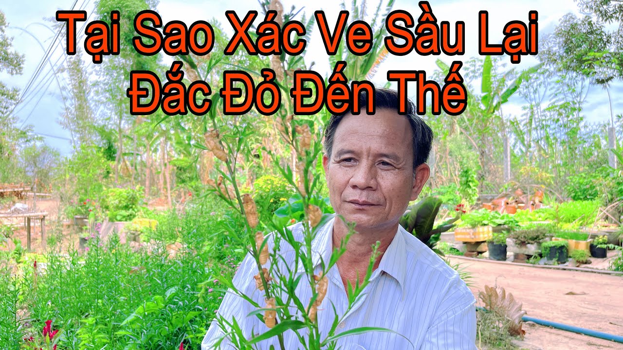 Xác Ve Sầu(Thuyền Thoái) Đắc Như Vàng Nhờ Những Công Dụng Này