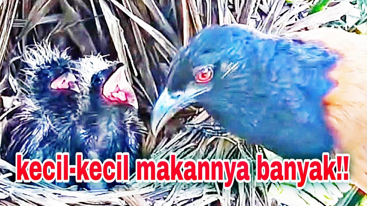 kasihan!! induk bubut selalu siap memberi makan anaknya yang tidak pernah merasa kenyang