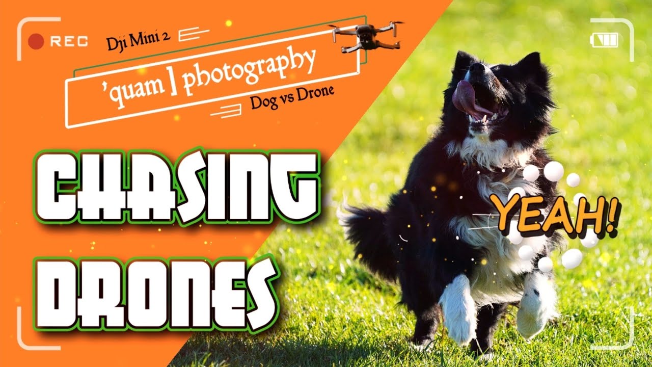 DJI Mini 2 vs. DOG