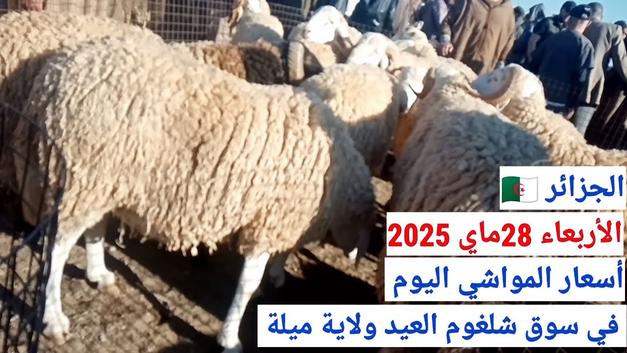 أسعار المواشي اليوم في سوق شلغوم العيد ولاية ميلة الجزائر/الأربعاء 28ماي 2025