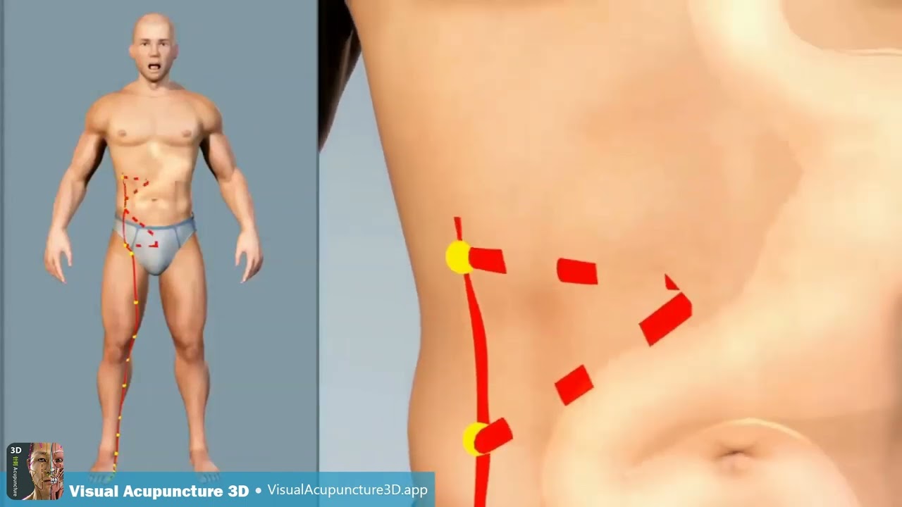 Spleen meridian - Acupuncture animation