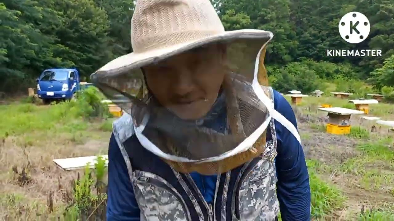 토종벌 개량벌통에서 되박벌통으로 인공분봉하기