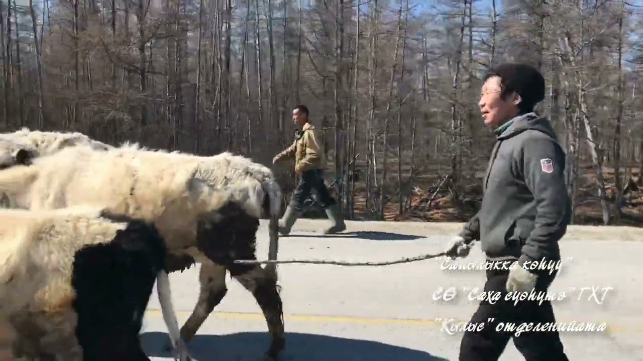 Саха ына5а / Якутская корова / ГКП РС (Я) Якутский скот, переезд на летник, отделение 