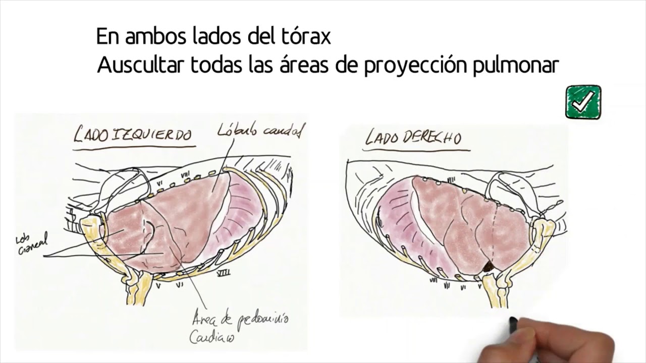 Evaluación preanestésica en veterinaria
