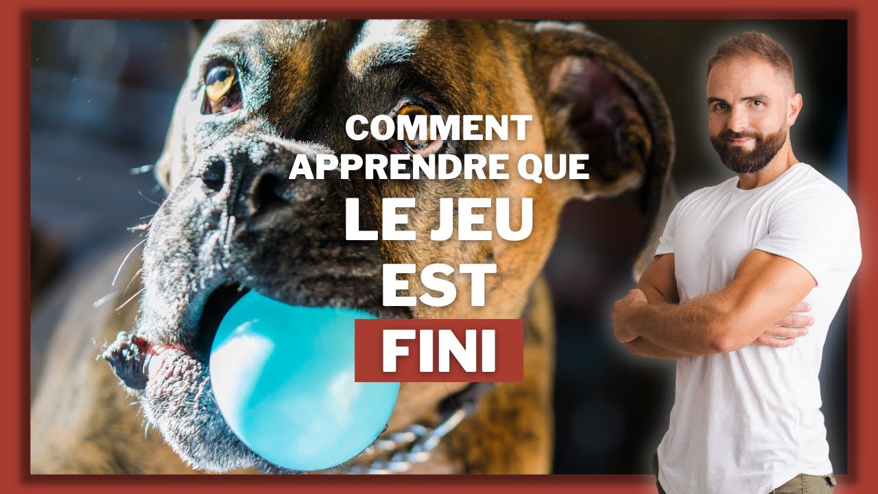 Comment apprendre à son chien que le jeu est fini ?