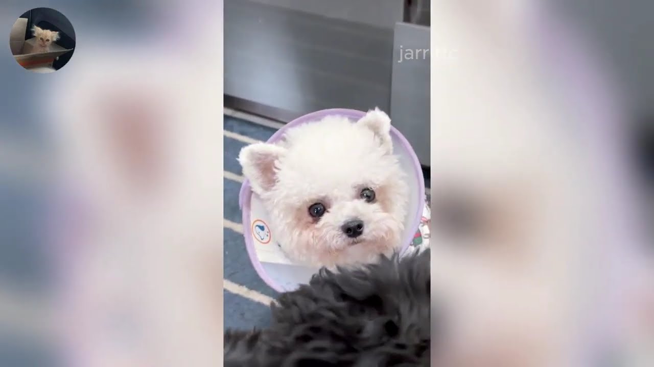 Funny ANIMALS videos 😂 | Funniest Cats and Dogs 2026 🐶😼 Part 41
