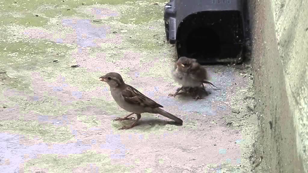 Mamá gorrión dando de comer a su polluelo