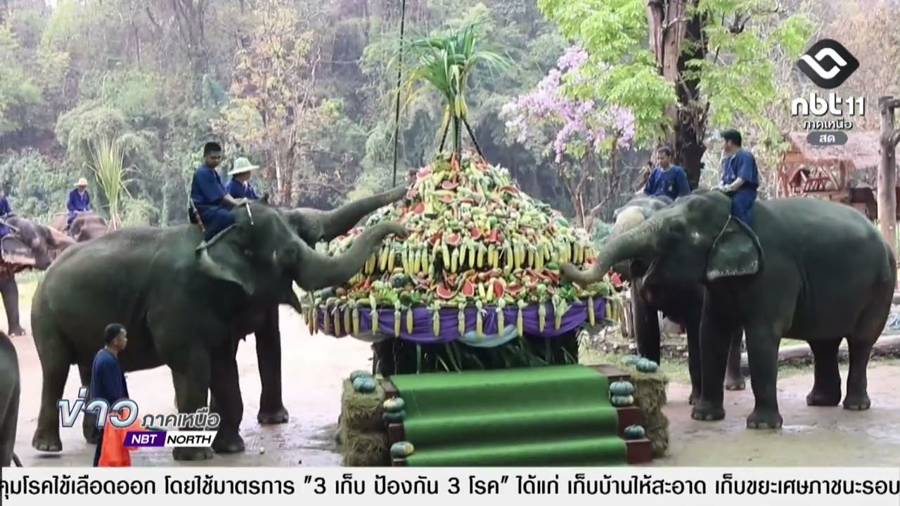ข่าวภาคเหนือ 13 มีนาคม 2569  ลำปาง - สถาบันคชบาลแห่งชาติจัดงานวันช้างไทย