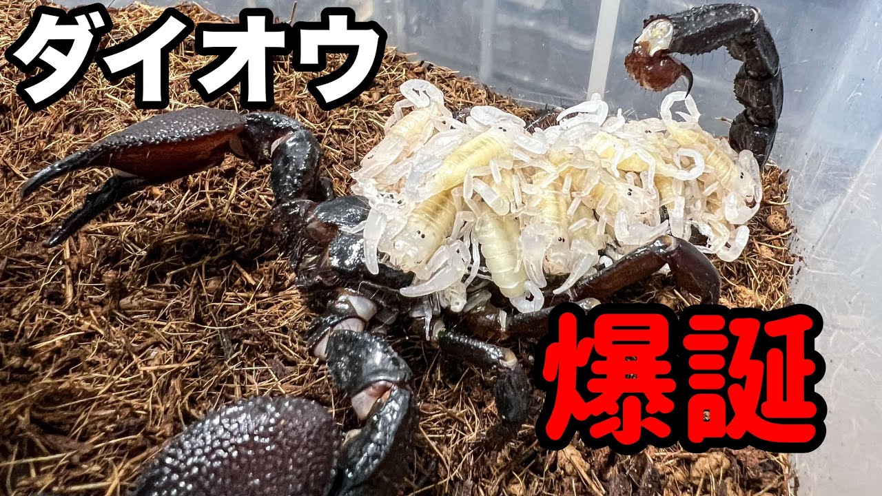 超巨大サソリが遂に出産しました！