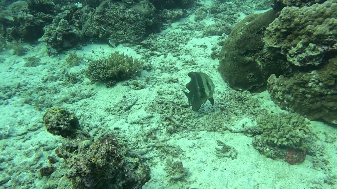 Longfin Batfish getting cleaned The Junk. Thailand 2 15 26