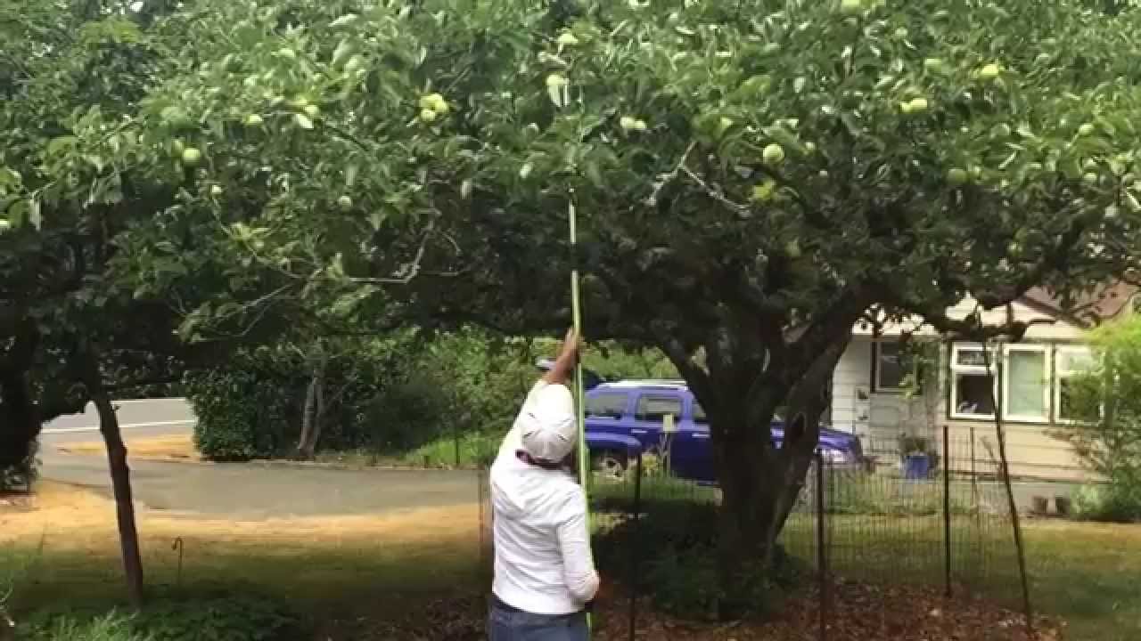 The Twister Fruit Picker with Extension Pole