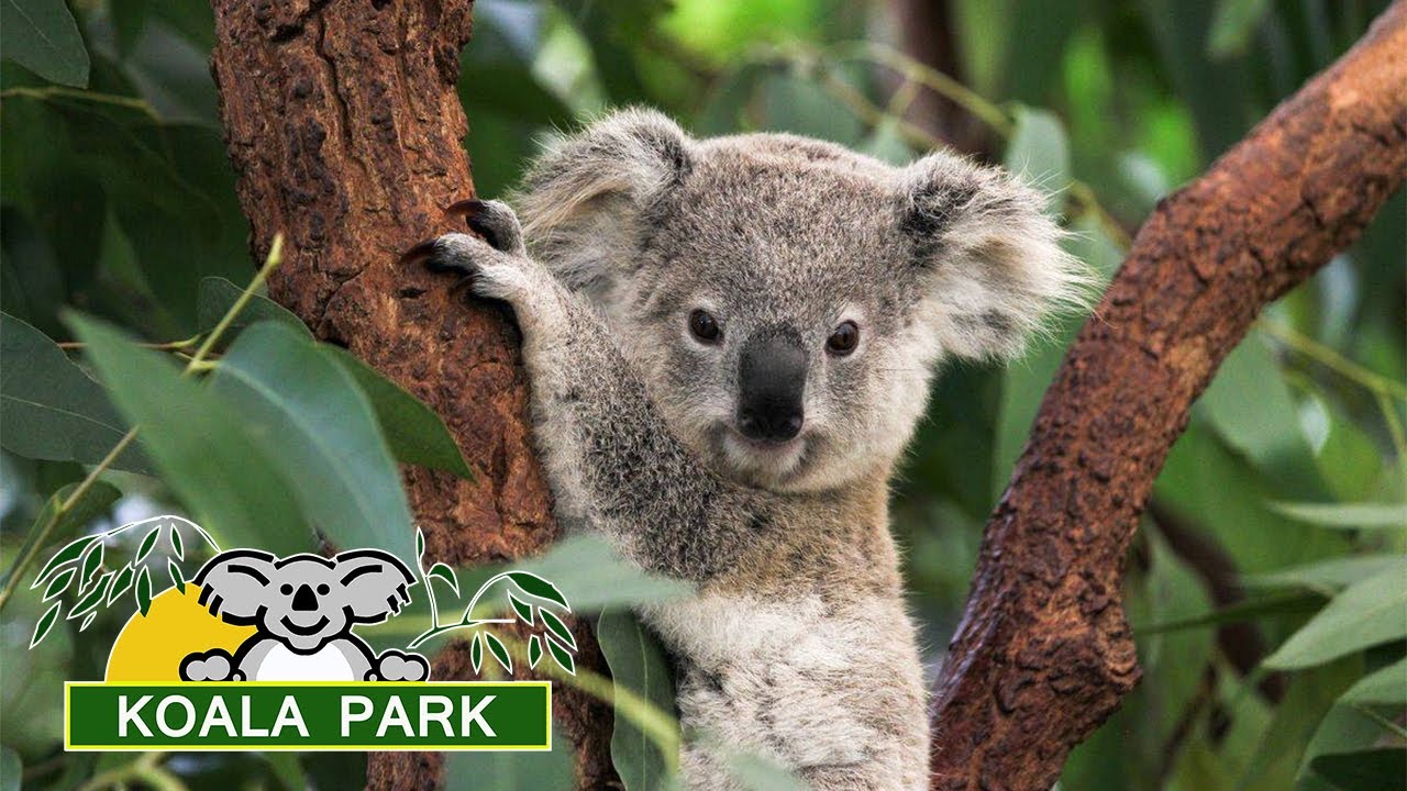 Lone Pine Koala Sanctuary Tour | Brisbane Australia