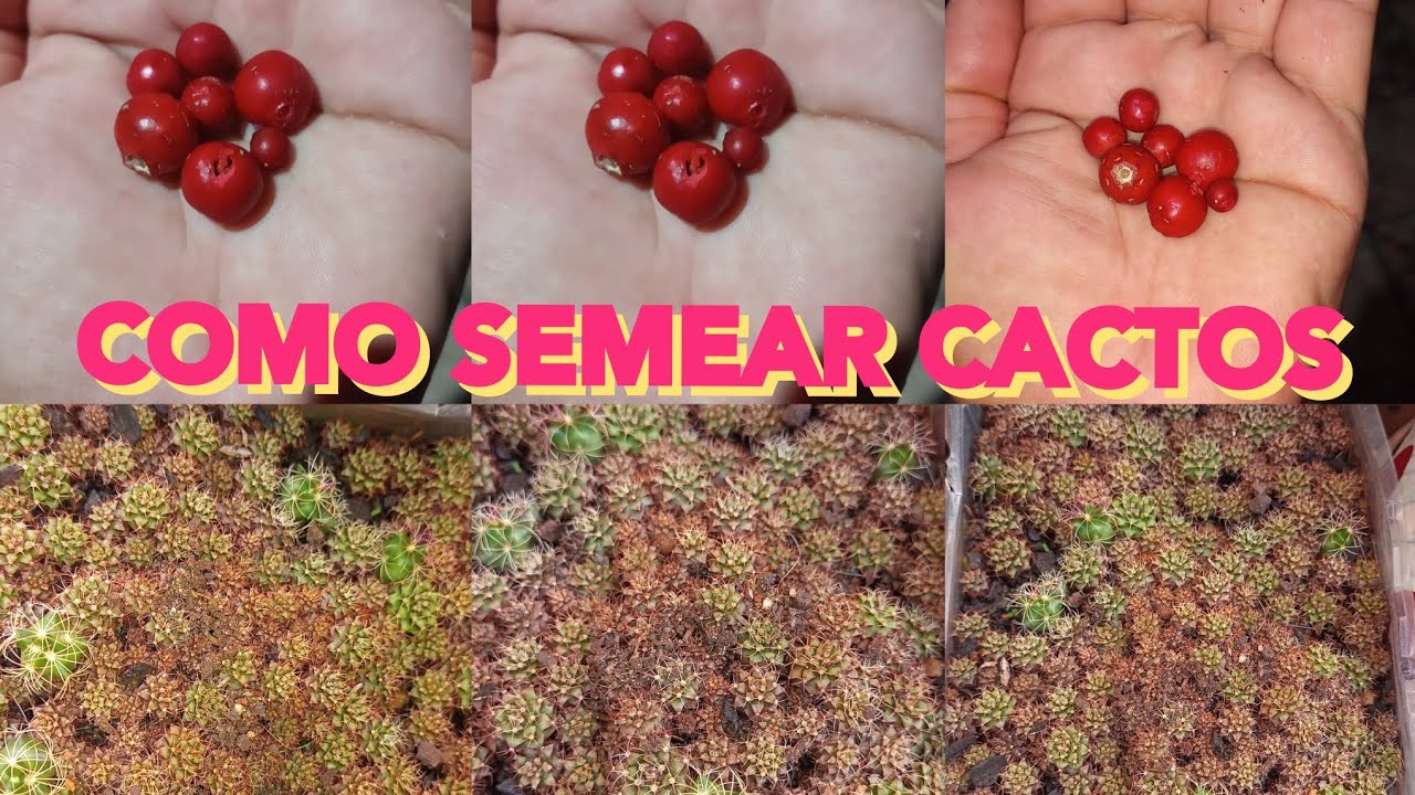 Como Semear Sementes de Cactos sem Frescura: Semeando Cactos! &eacute; assim que eu fa&ccedil;o..
