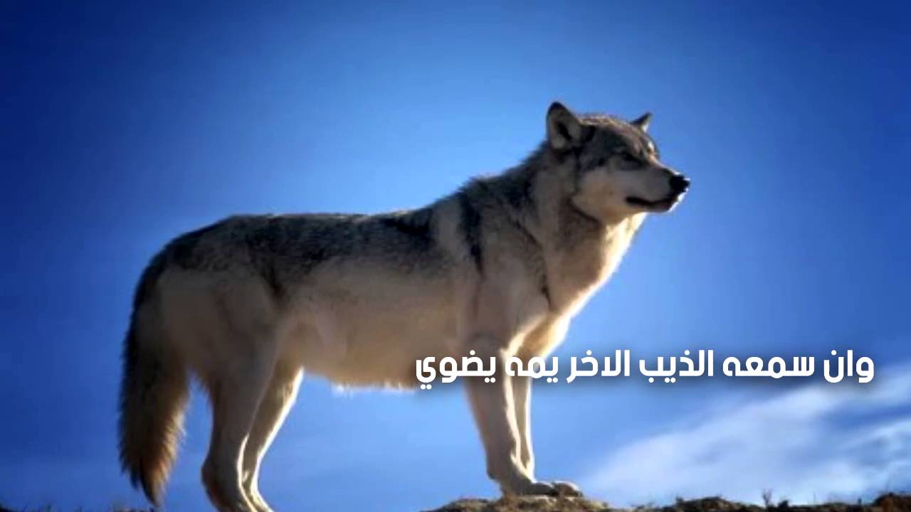 خوي الجنب كلمات سعد الذرفي اداء محمد نور