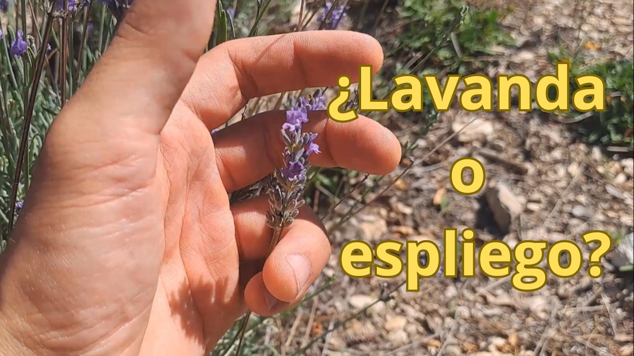 LAVANDA y ESPLIEGO: Cómo puedo diferenciarlas?