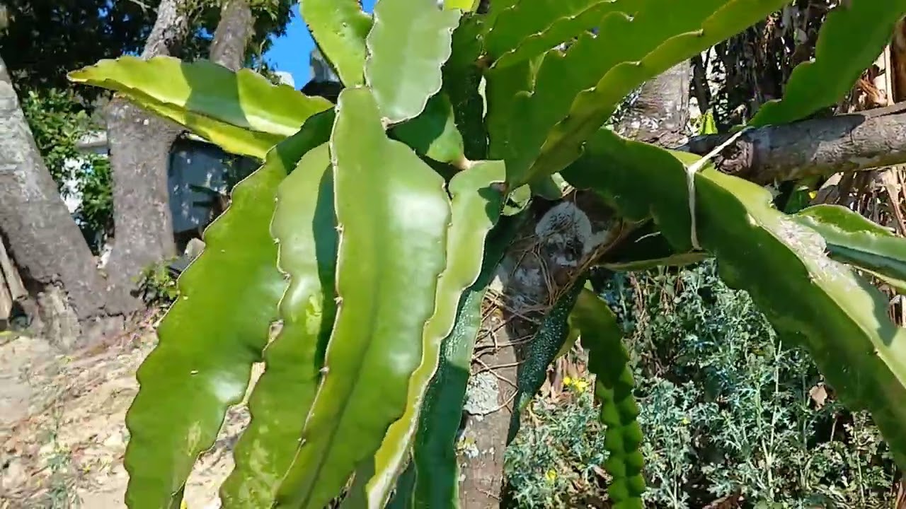 como puedo obtener fruta de pitahaya más rápido